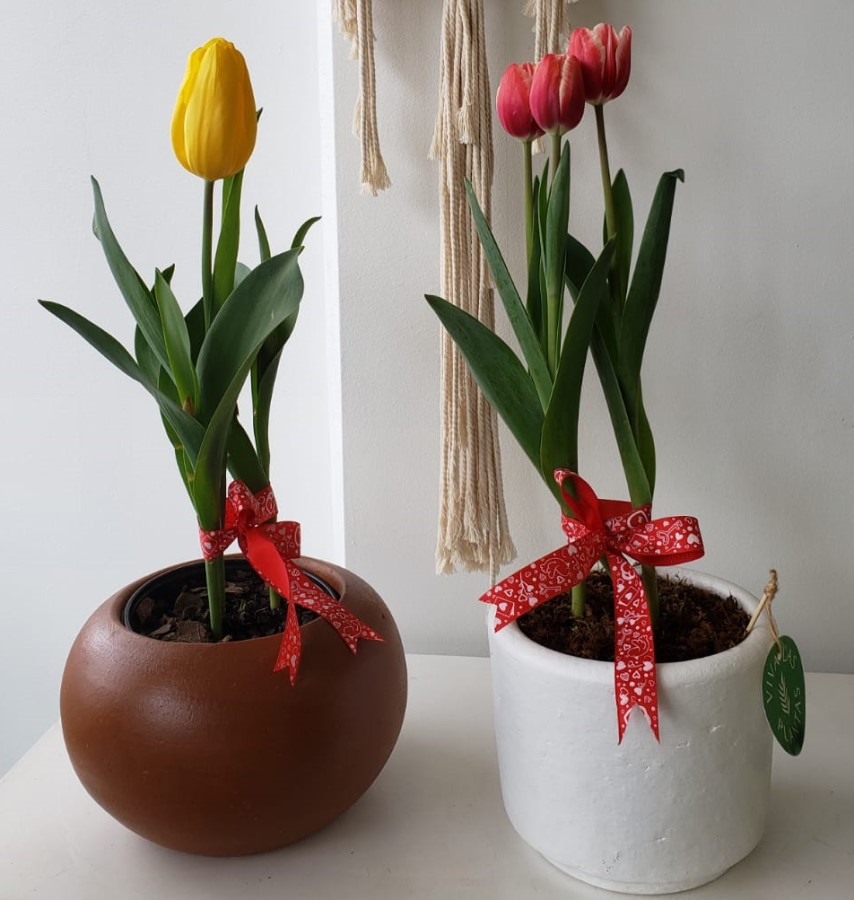Tulipanes con maceta de barro – Viva Las Plantas