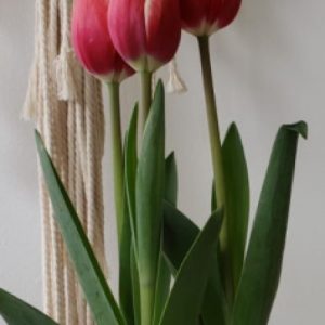 Tulipanes con maceta de barro – Viva Las Plantas